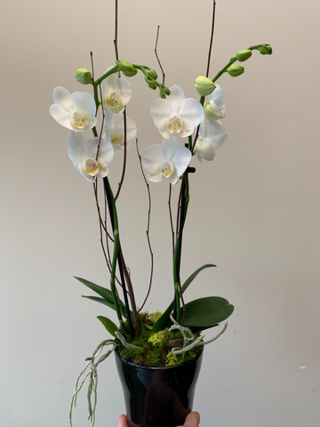 Phaleanopsis orchid."Moth orchid"