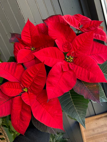 Poinsettia Classic colours