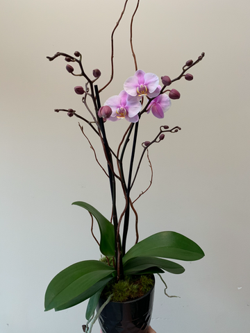 Phaleanopsis orchid."Moth orchid"