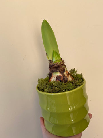 Amaryllis Bulb in decorative pot.