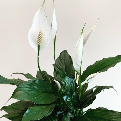 Spathiphyllum "Peace lily"
