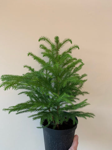 Auracaria "Norfolk Island Pine"