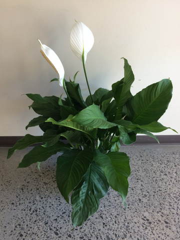 Spathiphyllum "Peace lily"