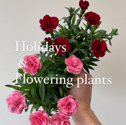 shop-floral-holiday plants